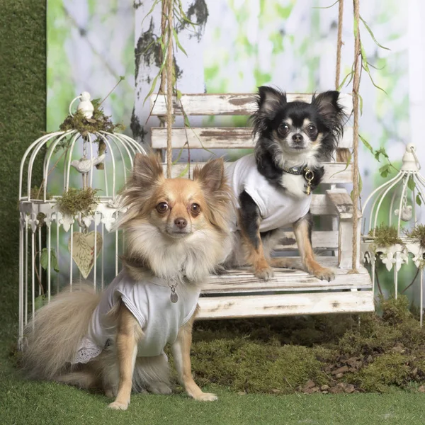 Chihuahuas con camisa blanca, en decoración pastoral — Foto de Stock