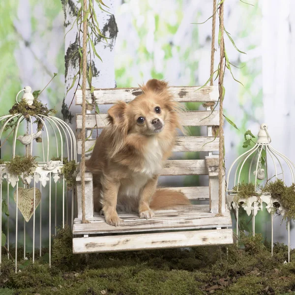Chihuahua sentado, em decoração pastoral — Fotografia de Stock