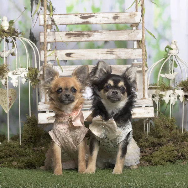 Chihuahuas dans un environnement décoré — Photo
