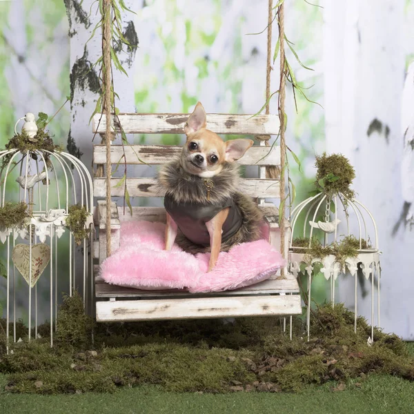 Chihuahua con chaqueta de piel sobre una almohada rosa, en decorati pastoral —  Fotos de Stock