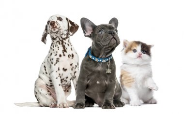Group of kitten and puppies sitting, isolated on white clipart
