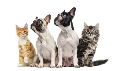 Kediler ve köpekler oturan, üzerinde beyaz izole grup