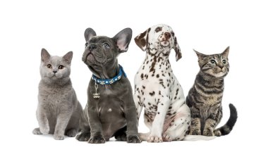 Grup oturmuş, üzerinde beyaz izole kukla ve yavru kedi