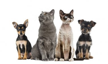 Kediler ve köpekler oturan, üzerinde beyaz izole grup