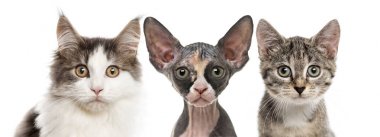 Üç kedi üzerinde beyaz izole kamera bakarak Close-Up
