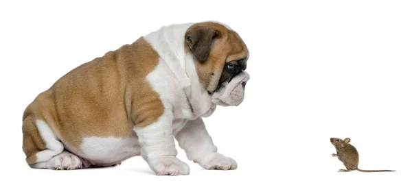 Engels bulldog pup, kijken naar een muis, geïsoleerd op wit — Stockfoto