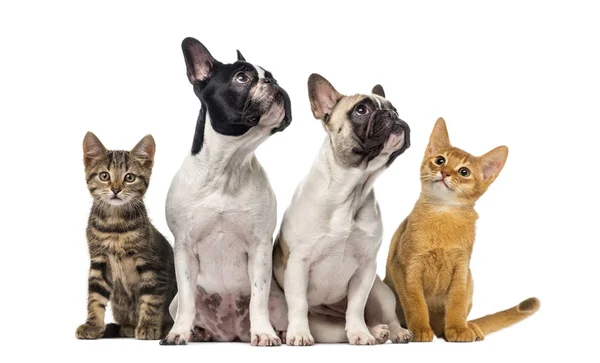 Gruppe von Katzen und Hunden sitzend, isoliert auf weißem Grund — Stockfoto