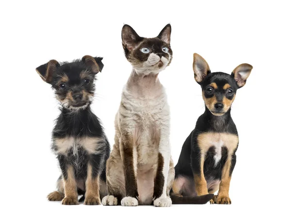 Group of dogs and cat sitting, isolated on white — Stock Photo, Image