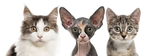 Close-up van drie katten kijken naar de camera, geïsoleerd op wit — Stockfoto