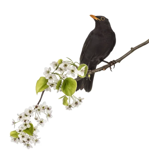 Common blackbird perched on a flowering branch, isolated on whit — Stock Photo, Image