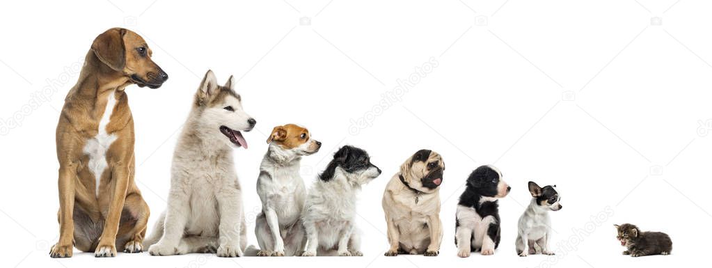 Kitten facing dogs of different heights, isolated on white