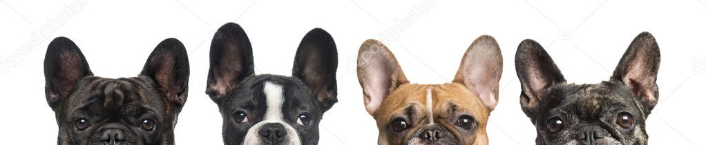 Close-up of upper heads of dogs, isolated on white