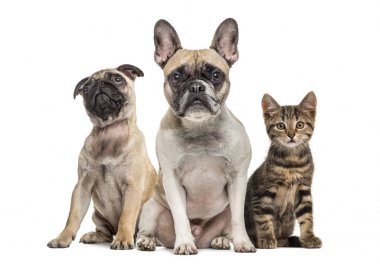 Group of dogs and cat sitting, isolated on white clipart