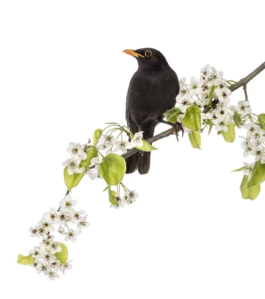 Common blackbird perched on a flowering branch, isolated on whit — Stock Photo, Image