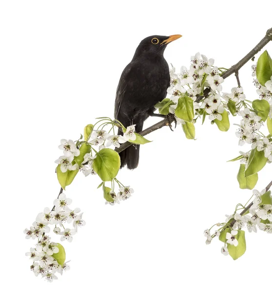 Mirlo común posado en una rama floreciente, aislado en el blanco — Foto de Stock