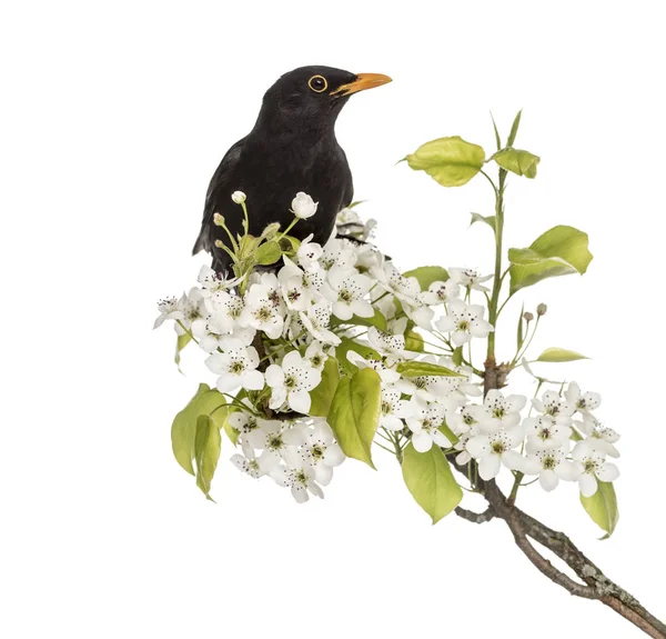 Mirlo común posado en una rama floreciente, aislado en el blanco —  Fotos de Stock