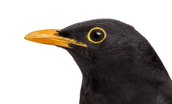 Izolované close-up na společné blackbird — Stock fotografie