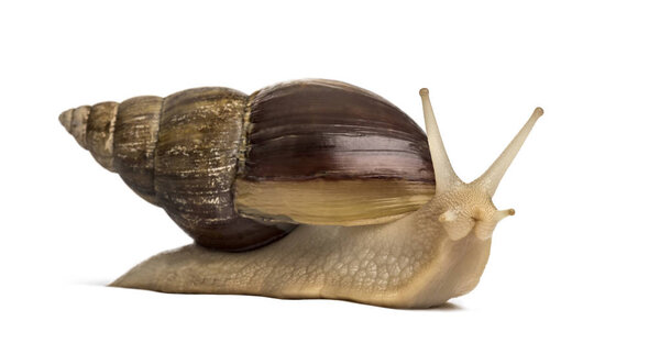 Crawling giant African snail, isolated on white