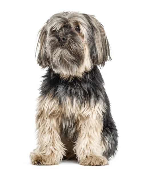 Yorkshire terrier sitter, isolerad på vit — Stockfoto