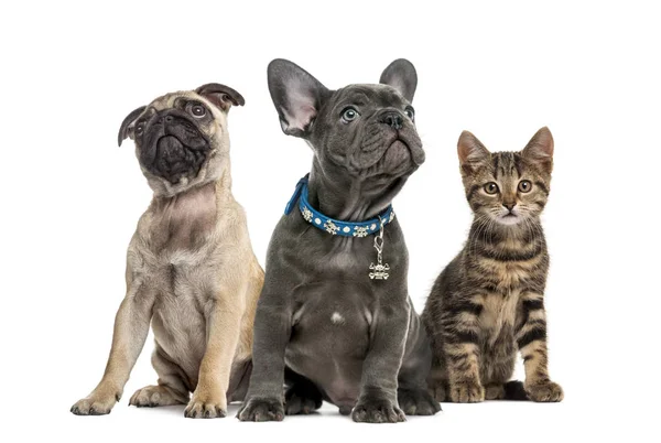 Grupo de cachorros y gatos sentados, aislados en blanco —  Fotos de Stock