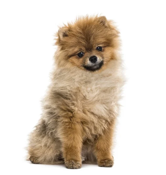 앉아, 흰색 절연 Pomeranian 강아지 — 스톡 사진