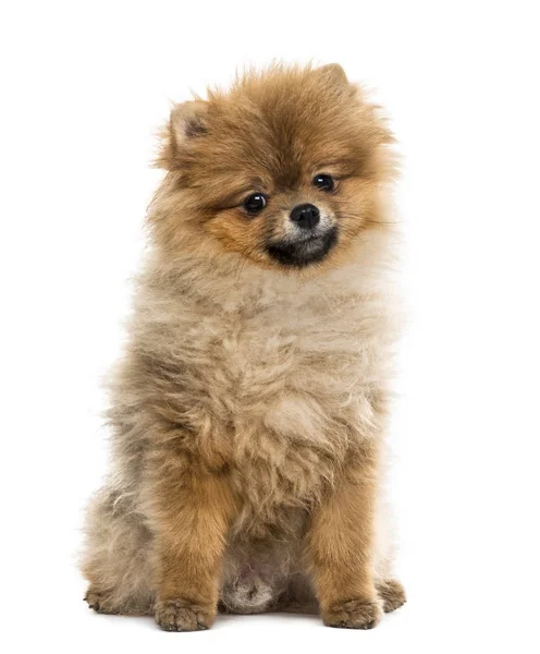 Filhote de cachorro da Pomerânia sentado, isolado em branco — Fotografia de Stock