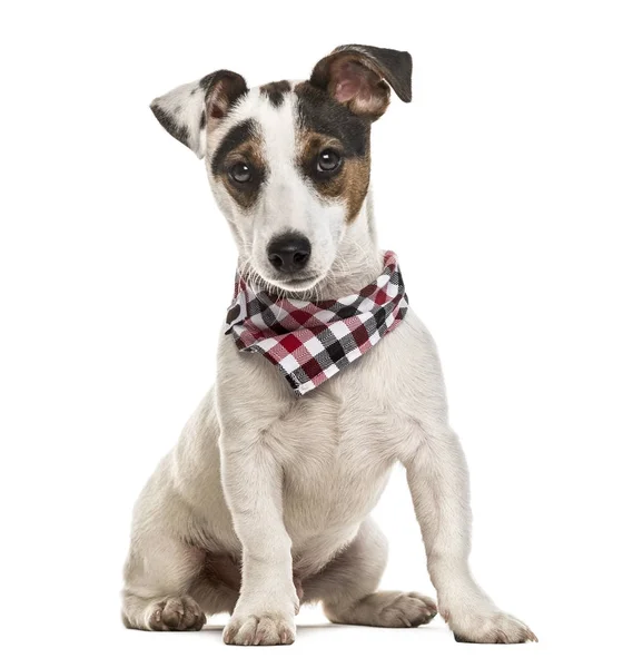 Cachorrinho Jack Russell Terrier com cachecol verificado, isolado em branco — Fotografia de Stock