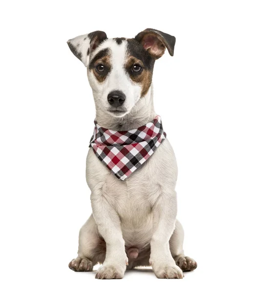 Ekose desenli eşarp, üzerinde beyaz izole ile Jack Russell Terrier köpek yavrusu — Stok fotoğraf