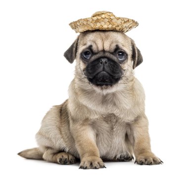 Pug puppy with a hat, isolated on white clipart