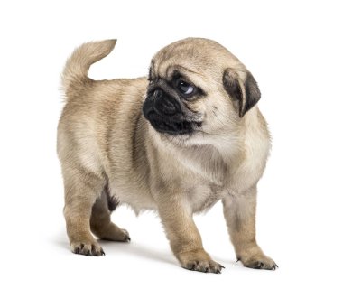 Pug köpek yavrusu ayakta, geriye doğru izole üzerinde beyaz arıyorsunuz
