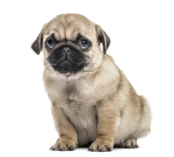 Oturmuş, üzerinde beyaz izole pug köpek yavrusu