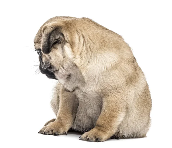 Pug köpek yavrusu oturma, geriye doğru izole üzerinde beyaz arıyorsunuz — Stok fotoğraf