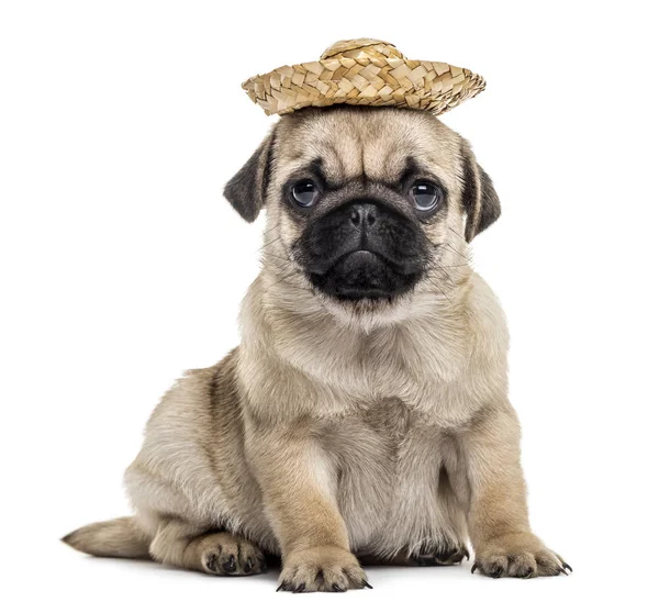 Mops štěně s kloboukem, izolované na bílém — Stock fotografie
