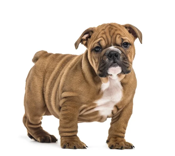 Engels bulldog pup staande, geïsoleerd op wit — Stockfoto