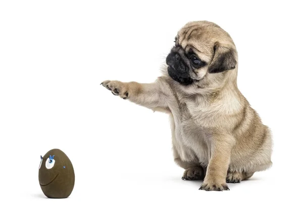 Pug cachorro jugando con una pelota, aislado en blanco — Foto de Stock