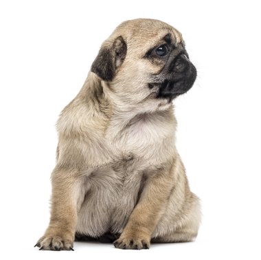 Pug köpek yavrusu oturma, uzakta, izole üzerinde beyaz arıyorsunuz