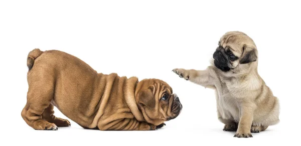 Mopsz és angol bulldog kölykök játszani, elszigetelt fehér — Stock Fotó