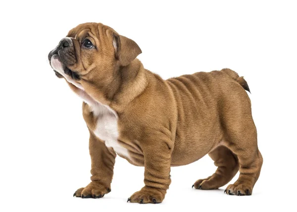 Chiot bouledogue anglais debout, isolé sur blanc — Photo