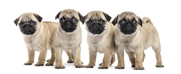 Four pug puppies, isolated on white — Stock Photo, Image