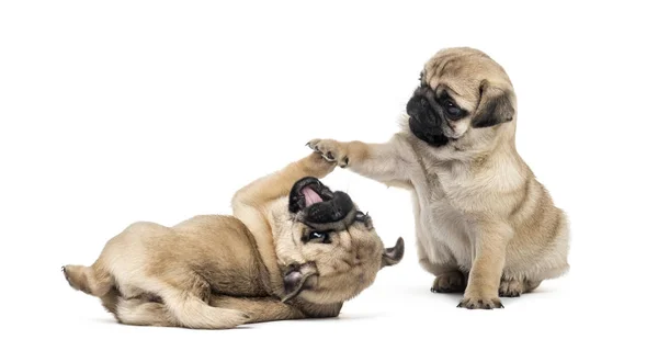 Pug puppies playing together, isolated on white — Stock Photo, Image