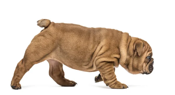 Inglese bulldog cucciolo a piedi, isolato su bianco — Foto Stock