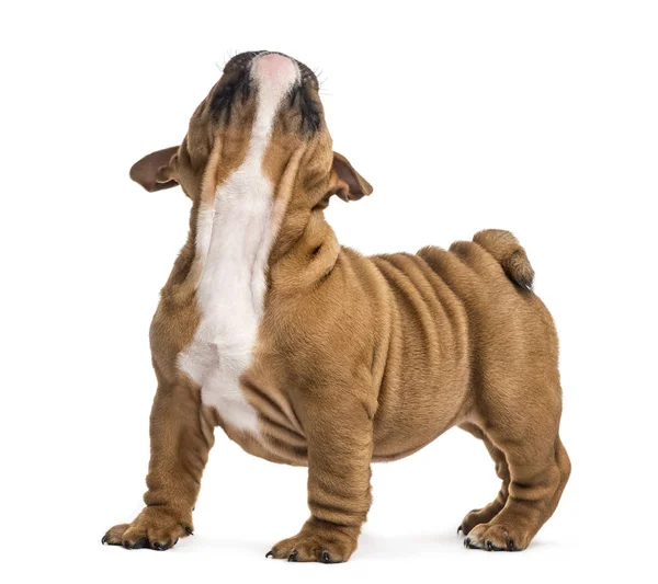 English bulldog puppy looking up, isolated on white — Stock Photo, Image