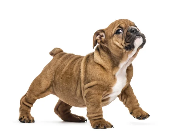 Engels bulldog pup staande, geïsoleerd op wit — Stockfoto