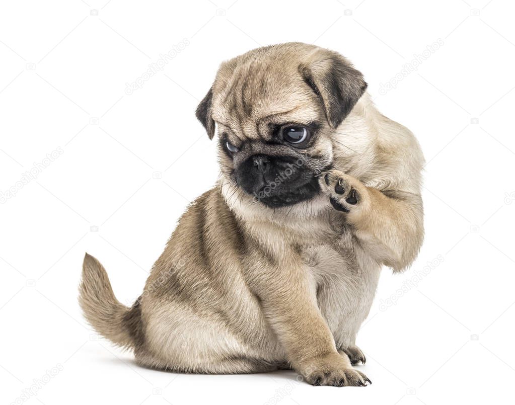Pug puppy playing, isolated on white