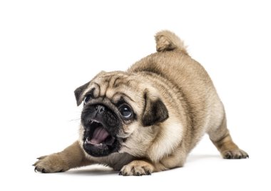 Köpek oynama, üzerinde beyaz izole pug