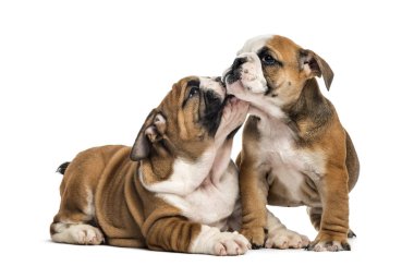 Sarılma, üzerinde beyaz izole İngilizce bulldog yavruları