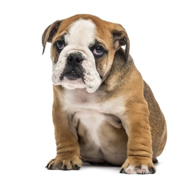 Oturmuş, üzerinde beyaz izole İngilizce bulldog köpek yavrusu