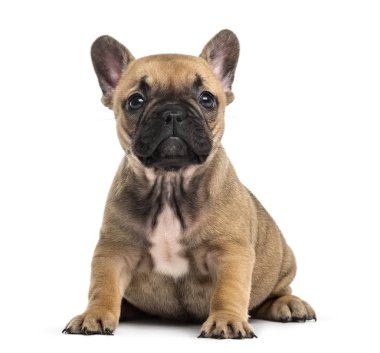 Bulldog köpek yavrusu oturma üzerine beyaz izole kamera bakıyor
