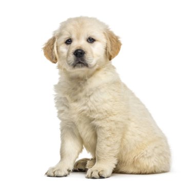 Oturmuş, üzerinde beyaz izole retriever köpek yavrusu