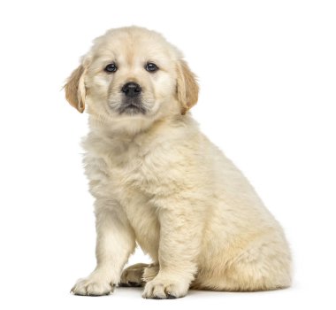 Oturmuş, üzerinde beyaz izole retriever köpek yavrusu